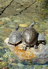 palo-alto-photo-20-turtle